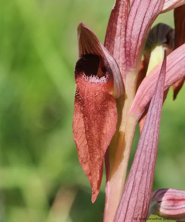 il meglio fiore 2008